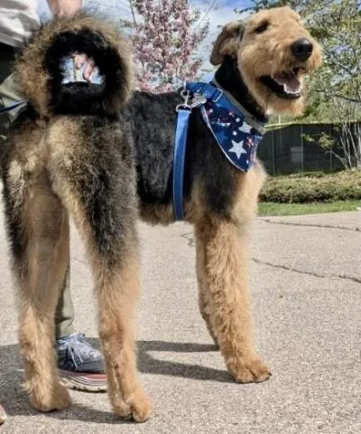 Louie