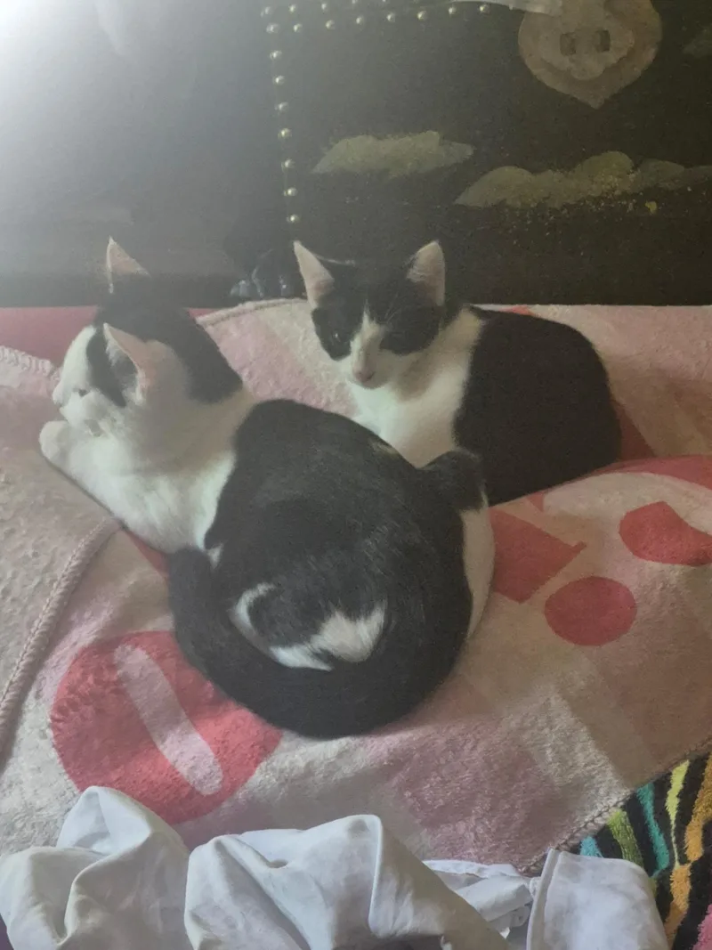 A young medium-sized male Black & White / Tuxedo American Shorthair cat named Jazz for adoption in Athens, GA