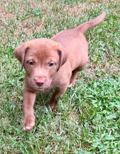 A baby medium-sized male Beagle dog named Fargus for adoption in Malvern, PA