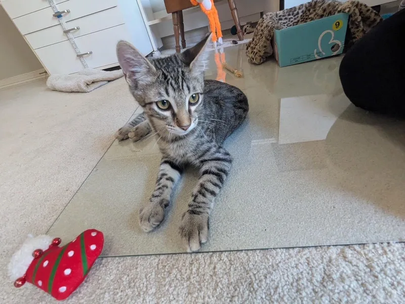 Little Bit thumbnail 2