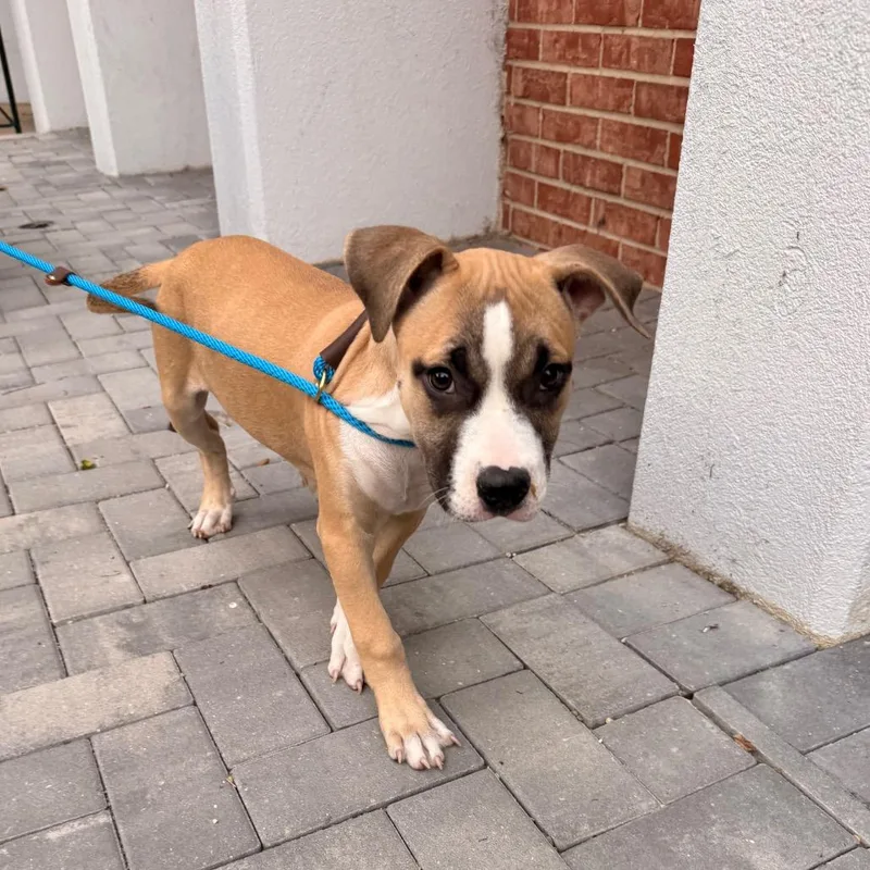 A baby medium-sized female Yellow / Tan / Blond / Fawn Boxer dog named Buttercup for adoption in Chicago, IL