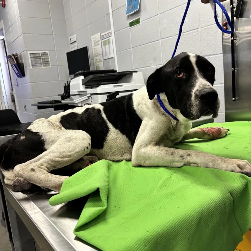 An adult large-sized male Black Great Dane dog named Theodore for adoption in Pearland, TX