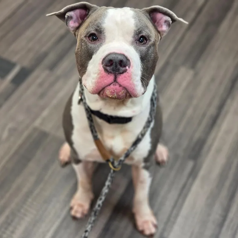 An adult large-sized male Gray / Blue / Silver Mixed Breed dog named Blue for adoption in Sarasota, FL