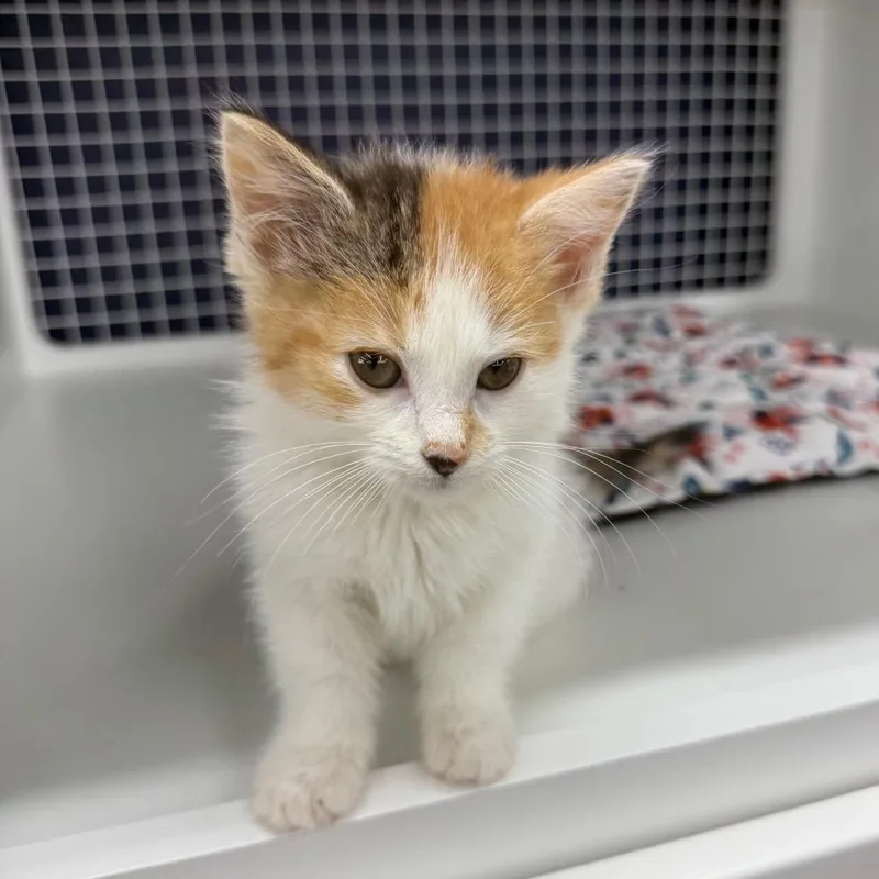A baby small-sized female Calico Domestic Short Hair cat named Forsythia for adoption in Danbury, CT