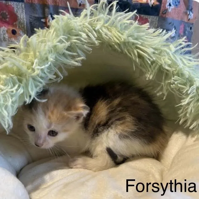 Forsythia thumbnail 2