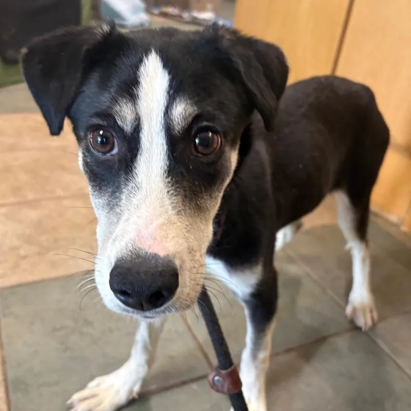 A young small-sized female Black Mixed Breed dog named Mel for adoption in Chattanooga, TN