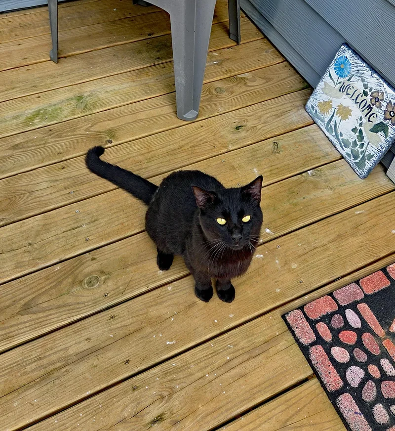 A young medium-sized male Black Domestic Short Hair cat named Blacky for adoption in Marion, NC