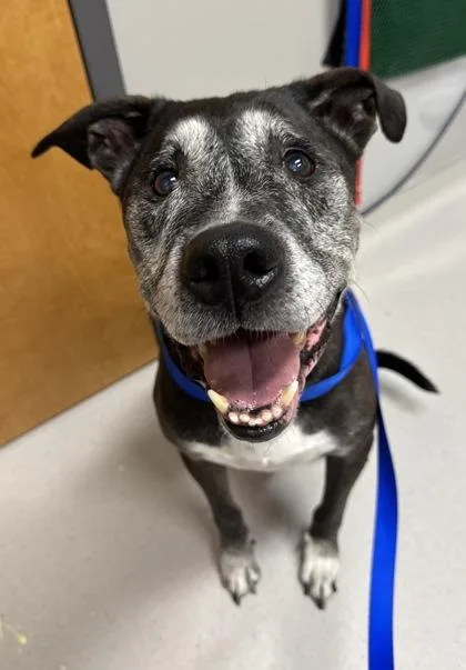 An adult large-sized male Mixed Breed dog named Buddy for adoption in Missoula, MT