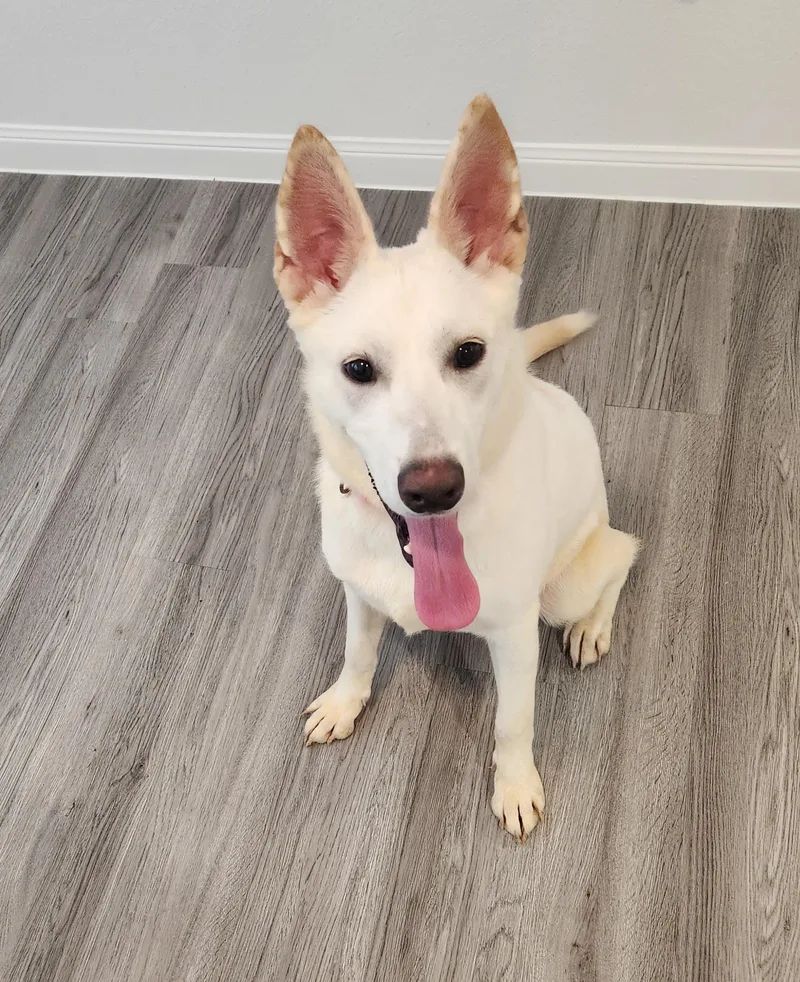 A baby large-sized female White / Cream German Shepherd Dog dog named Luna for adoption in Pflugerville, TX