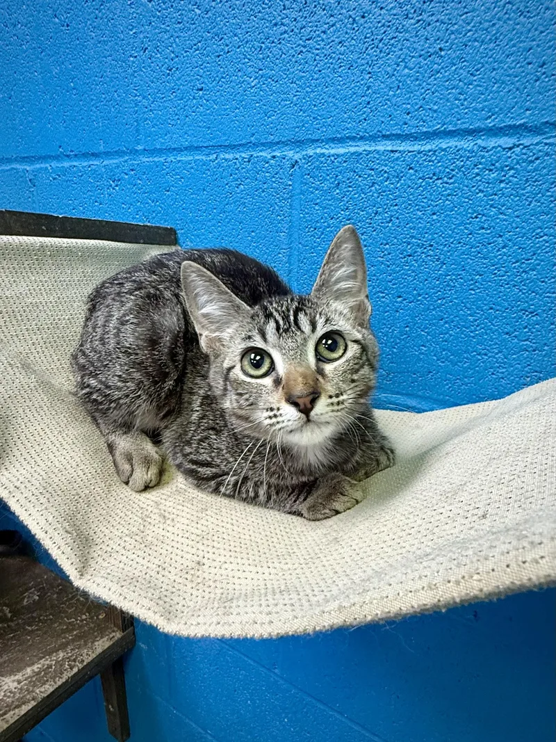 A baby medium-sized female Tabby (Brown / Chocolate) Domestic Short Hair cat named Margarita for adoption in Jefferson, LA