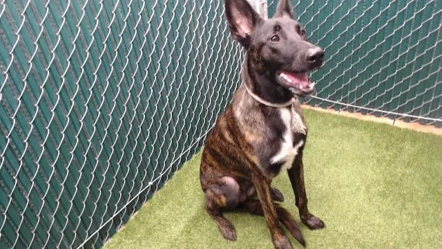 A young medium-sized female Belgian Shepherd / Malinois dog named Lula for adoption in Downey, CA