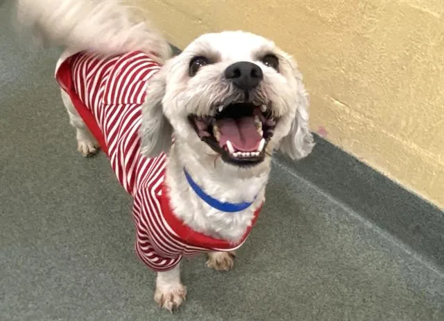 An adult medium-sized male Shih Tzu dog named Jayce for adoption in Fort Lauderdale, FL