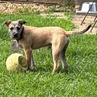 A young medium-sized male Yellow / Tan / Blond / Fawn Border Terrier dog named Shuler for adoption in Greensboro, GA