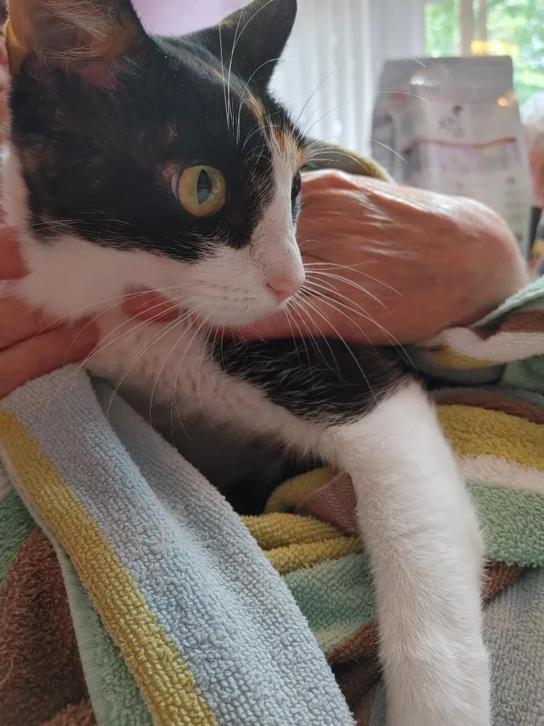 A young medium-sized female Calico Domestic Short Hair cat named Spumommi for adoption in Shawnee, KS
