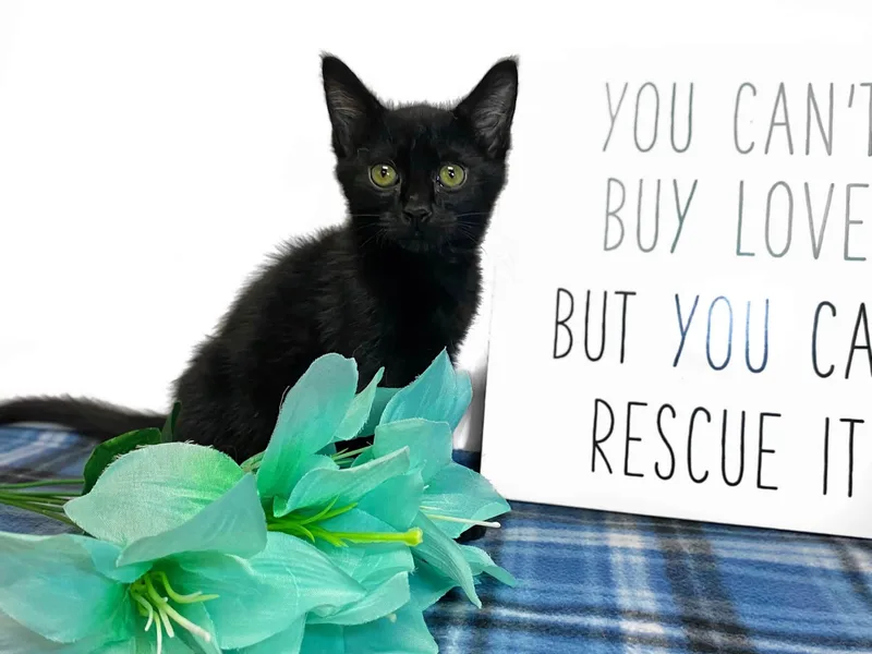 A baby medium-sized male Black Domestic Short Hair cat named Tangerine for adoption in Graham, WA