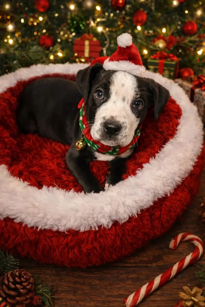 A baby medium-sized male Tricolor (Brown, Black, & White) Mixed Breed dog named Griswald for adoption in Clinton Township, MI