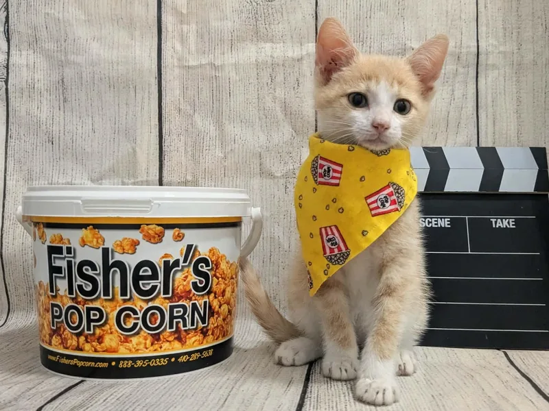 A baby medium-sized male Domestic Short Hair cat named Mango for adoption in Chesapeake Beach, MD