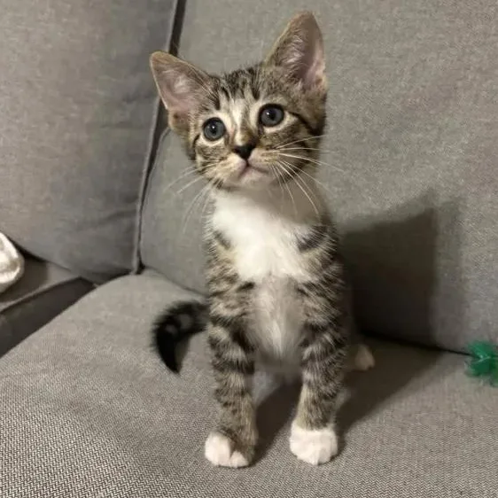 A baby small-sized male Tabby (Gray / Blue / Silver) Domestic Short Hair cat named Mozart for adoption in Weehawken, NJ