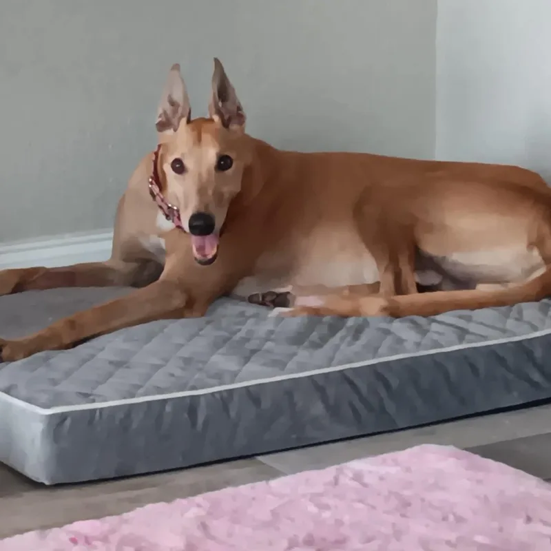 Teasers Tickle thumbnail 4