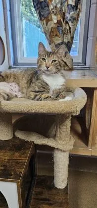 An adult small-sized female Domestic Short Hair cat named Dumplin for adoption in Cumming, GA