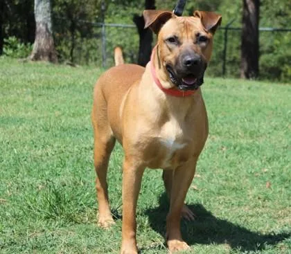 An adult large-sized male Pit Bull Terrier dog named Rocky for adoption in Conway, AR