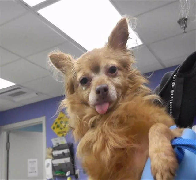 An adult small-sized female Chihuahua dog named Arabella for adoption in Omaha, NE
