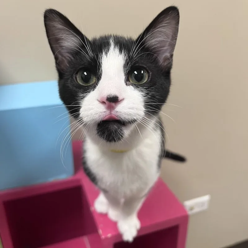 A young small-sized female Black Domestic Short Hair cat named Zecora for adoption in Arlington Heights, IL