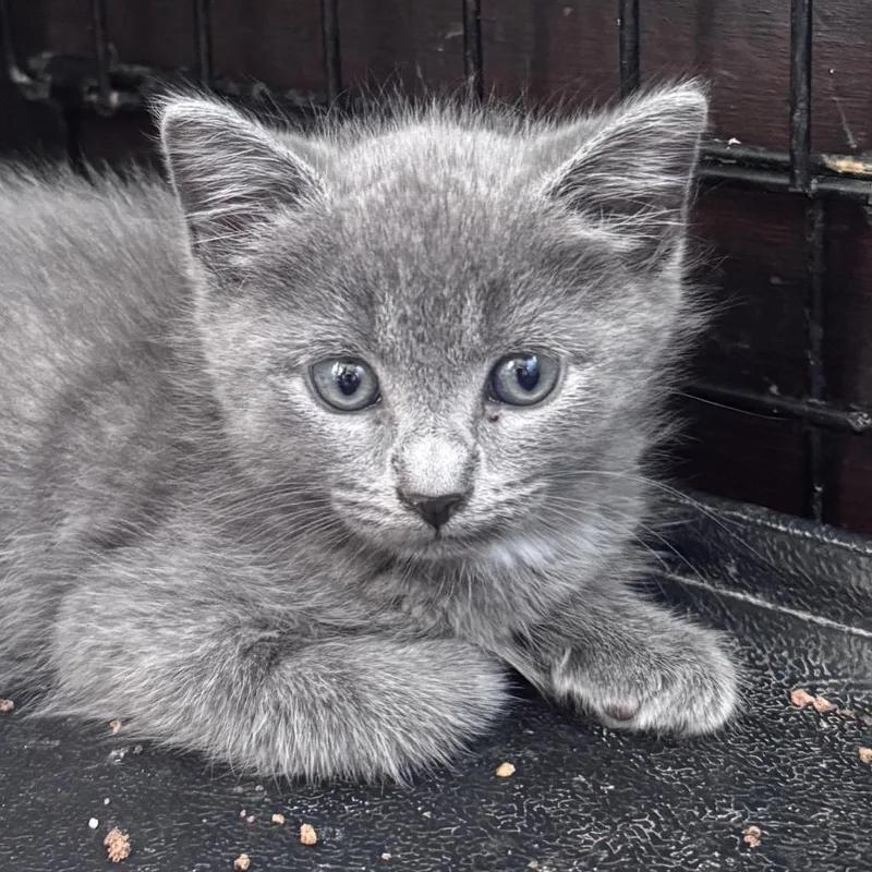 A baby small-sized male Gray / Blue / Silver Domestic Short Hair cat named Habanero for adoption in Danbury, CT