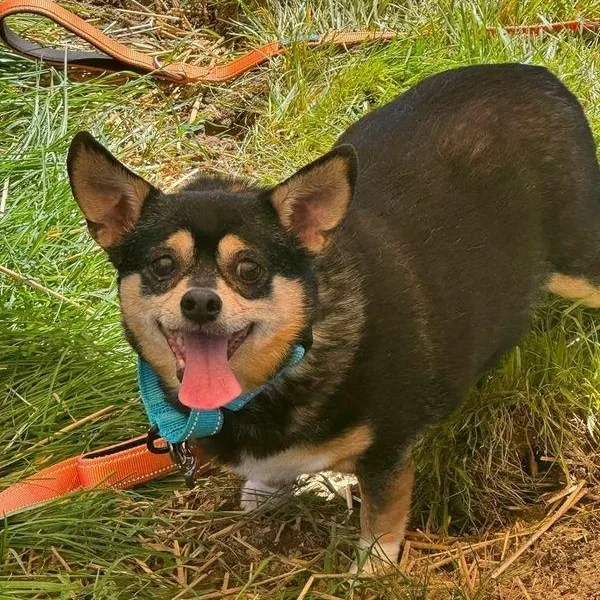 A senior small-sized male Mixed Breed dog named Toby for adoption in Severn, MD