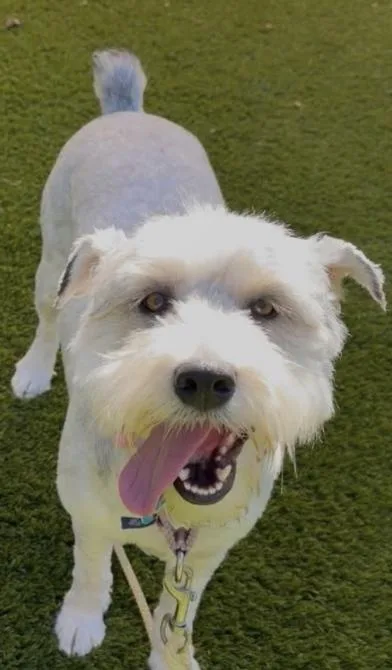 A young medium-sized female Gray / Blue / Silver Cattle Dog dog named Tipsy for adoption in Wantagh, NY