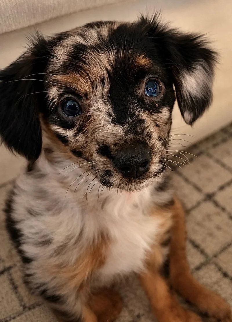 A baby small-sized female Tricolor (Brown, Black, & White) Chihuahua dog named Emma for adoption in Union Gap, WA