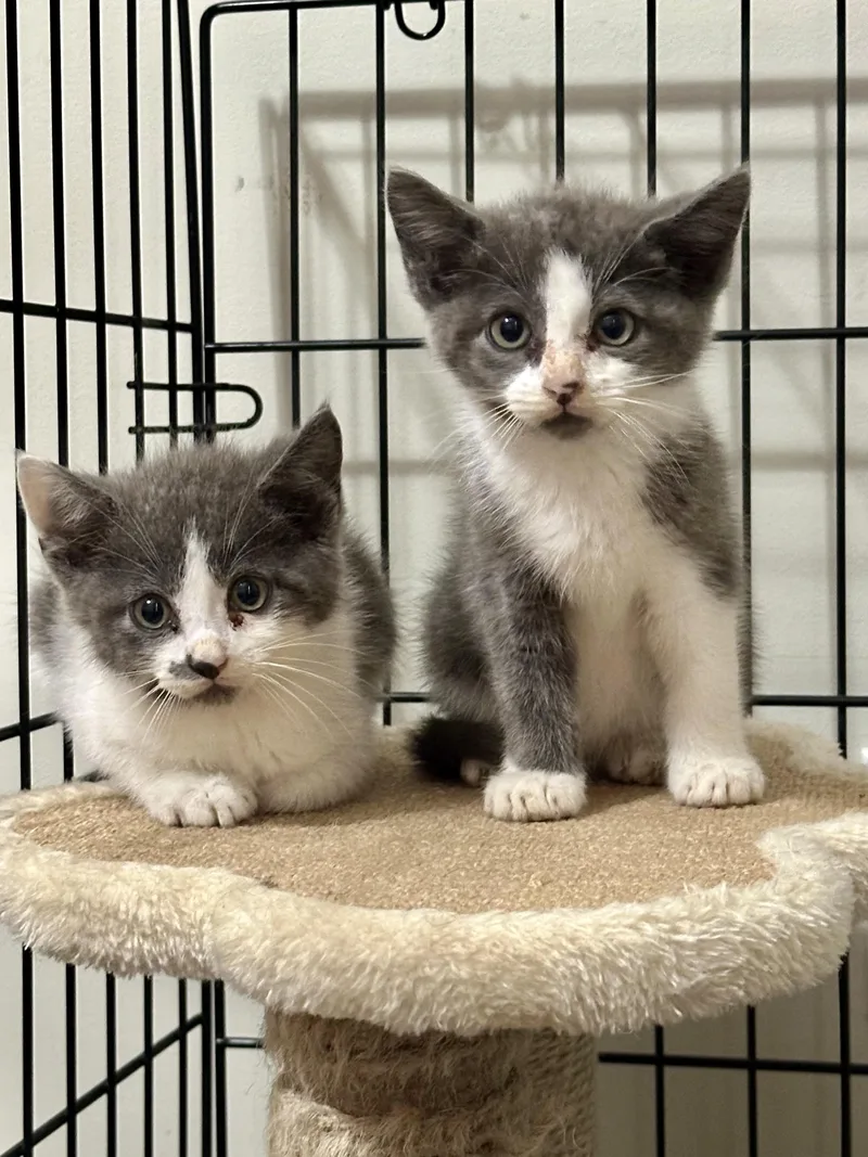 A baby medium-sized male Gray & White Domestic Medium Hair cat named Trooper & Scout for adoption in Andersonville, TN