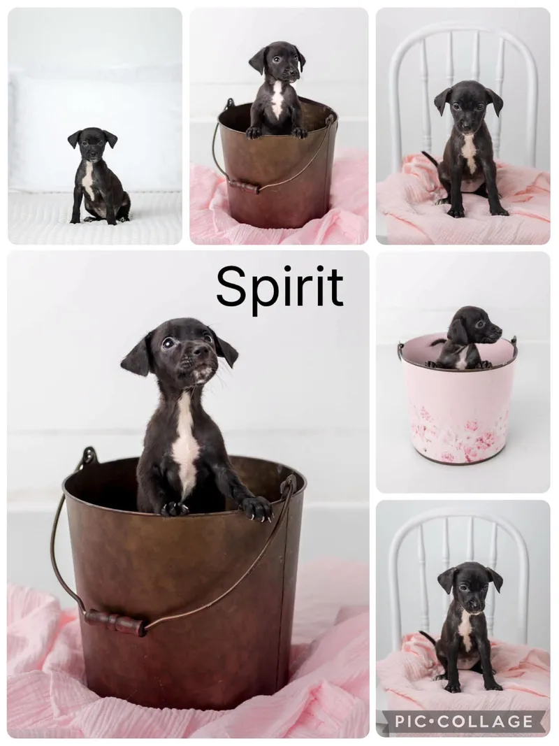 Spirit