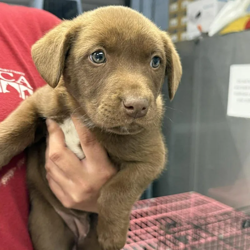 A baby large-sized female Brown / Chocolate Mixed Breed dog named Penelope Garcia for adoption in Martinsville, VA