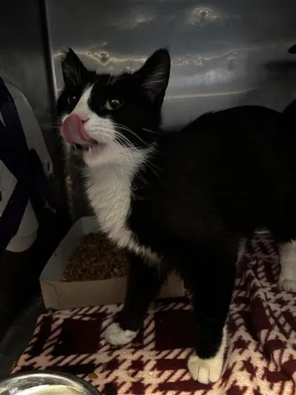 A young medium-sized female Black Domestic Medium Hair cat named Alaska for adoption in El Paso, TX