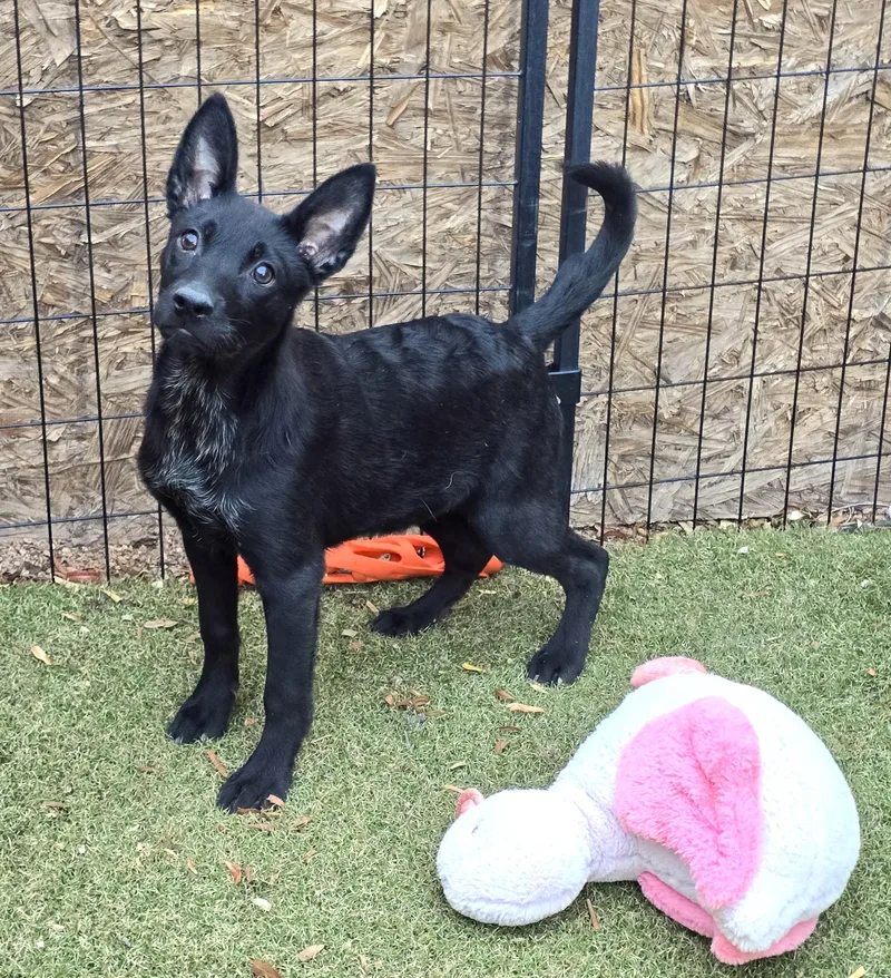 A baby medium-sized female German Shepherd Dog dog named Priscilla for adoption in Apache Junction, AZ