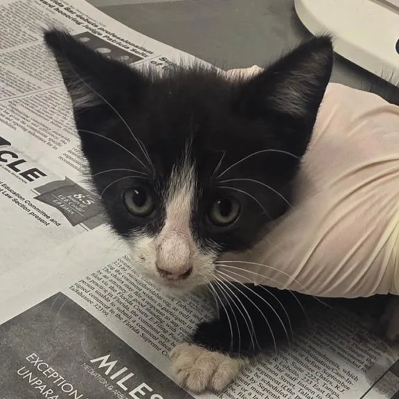 A baby small-sized female Black Domestic Short Hair cat named Sweet Tart for adoption in Jacksonville, FL