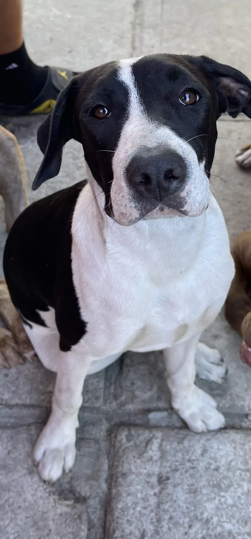 A young medium-sized female Staffordshire Bull Terrier dog named Luna for adoption in Venice, CA