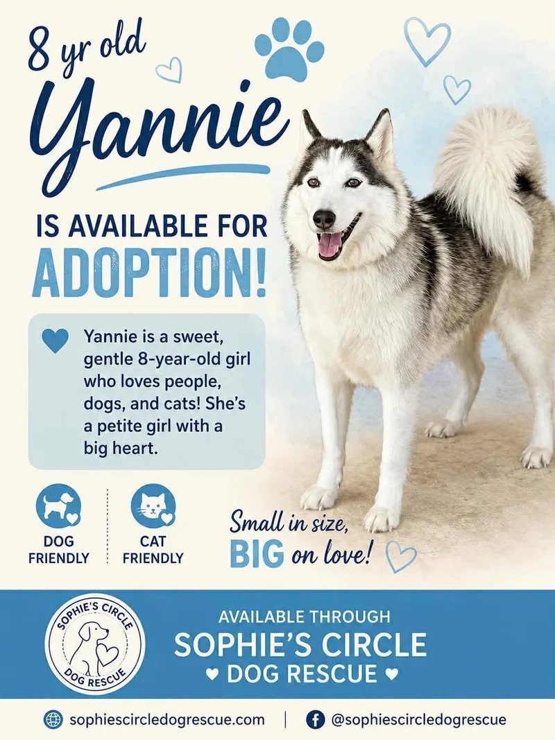 A young medium-sized female Husky dog named Yannie for adoption in New Smyrna Beach, FL