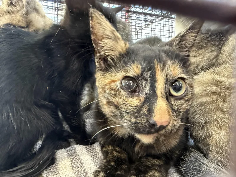 An adult small-sized female Domestic Short Hair cat named A for adoption in San Pedro, CA