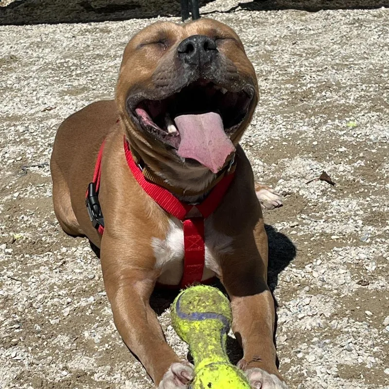 A young medium-sized male Yellow / Tan / Blond / Fawn Pit Bull Terrier dog named "jackson" for adoption in Perkiomenville, PA