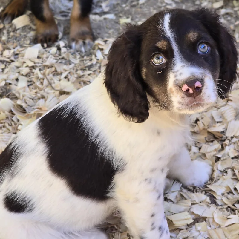 A baby small-sized male Tricolor (Brown, Black, & White) Cocker Spaniel dog named Nova for adoption in Zaleski, OH