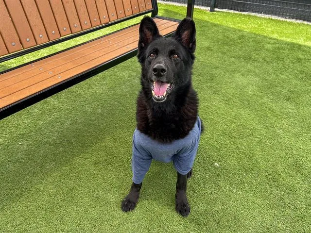 A senior extra large-sized male German Shepherd Dog dog named Blue for adoption in Tustin, CA