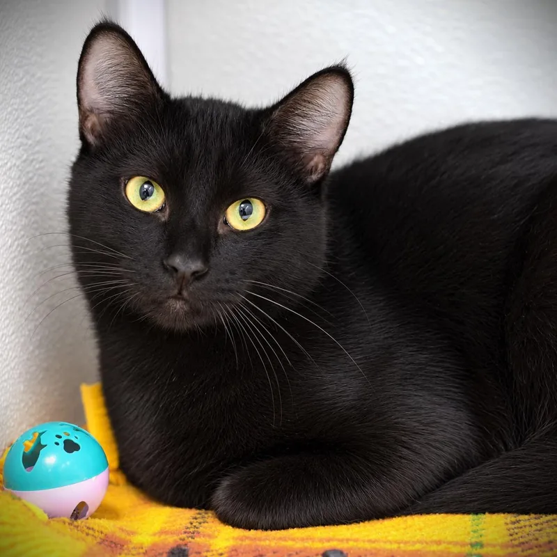 A young medium-sized male Domestic Short Hair cat named Fudge for adoption in Amsterdam, NY
