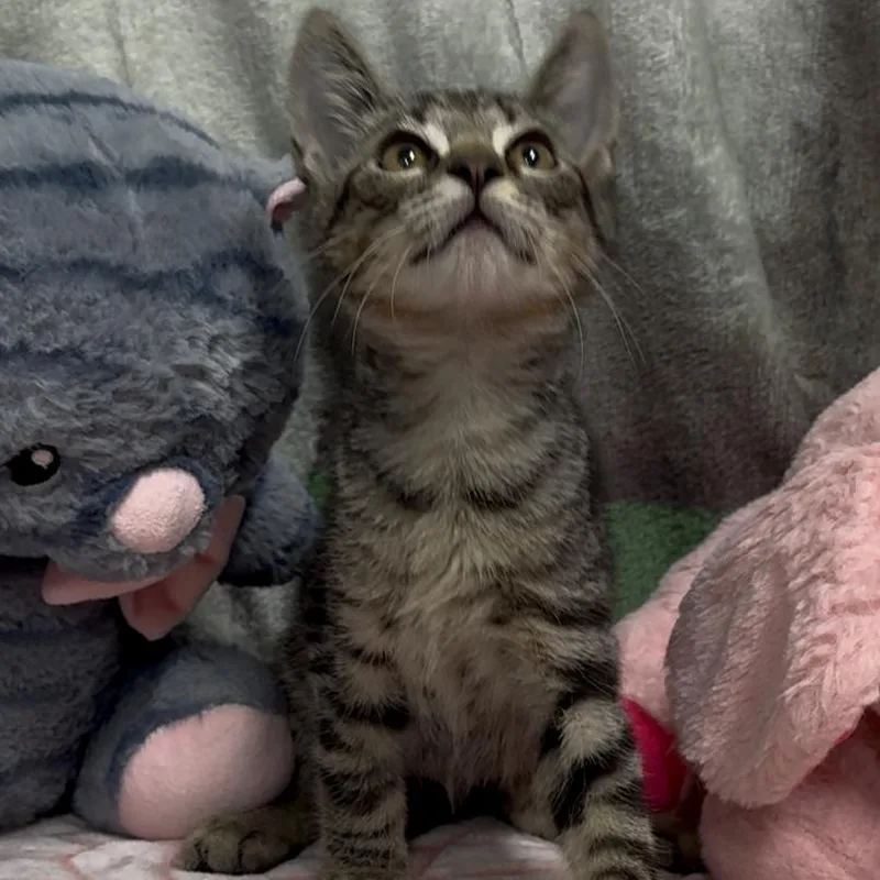 A baby small-sized male Domestic Short Hair cat named Drewry for adoption in Monroeville, AL