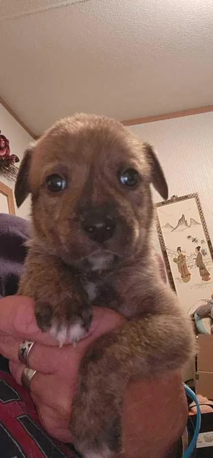 A baby medium-sized male Shepherd dog named Jarred for adoption in Morton Grove, IL
