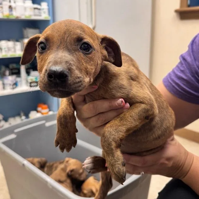 A baby small-sized male Brown / Chocolate Mixed Breed dog named Outlast for adoption in New York, NY