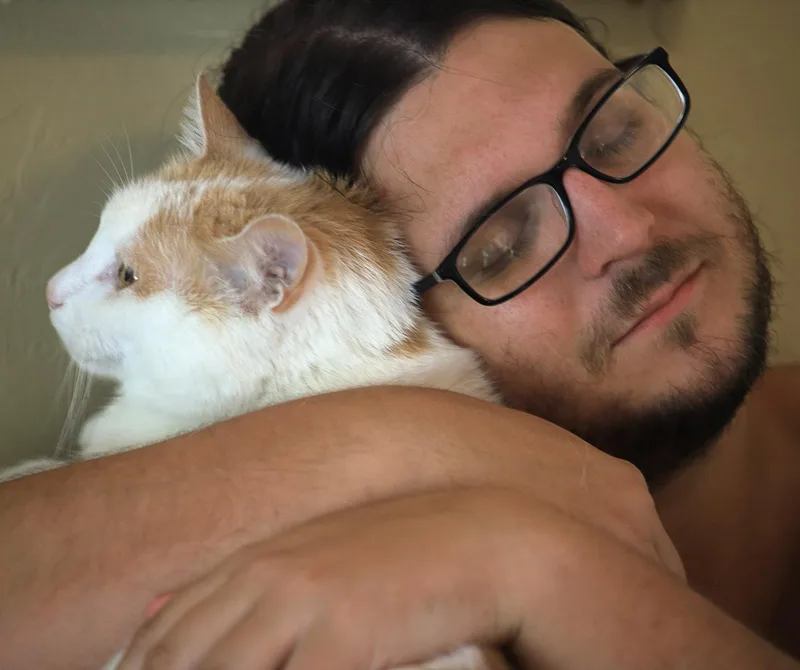 A senior large-sized male Domestic Short Hair cat named Angelo for adoption in North Fort Myers, FL