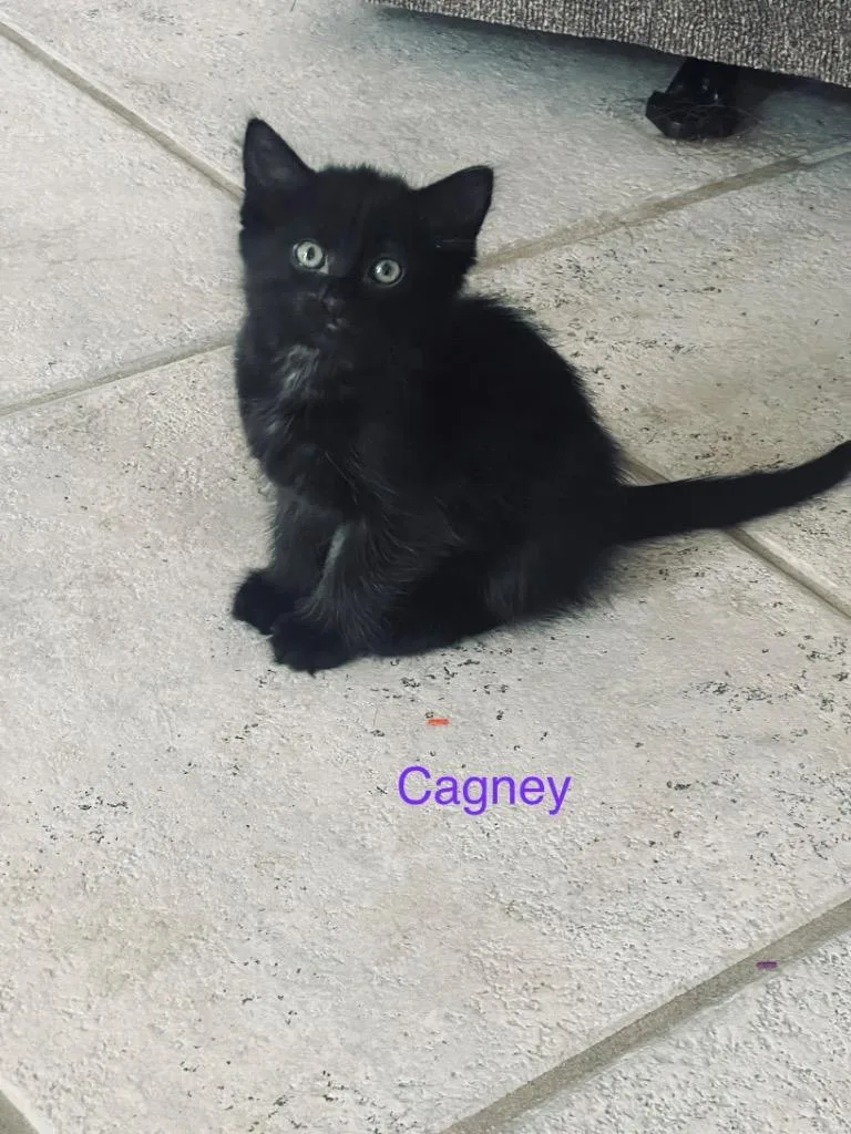 A baby medium-sized female Domestic Medium Hair cat named Cagney for adoption in New York, NY