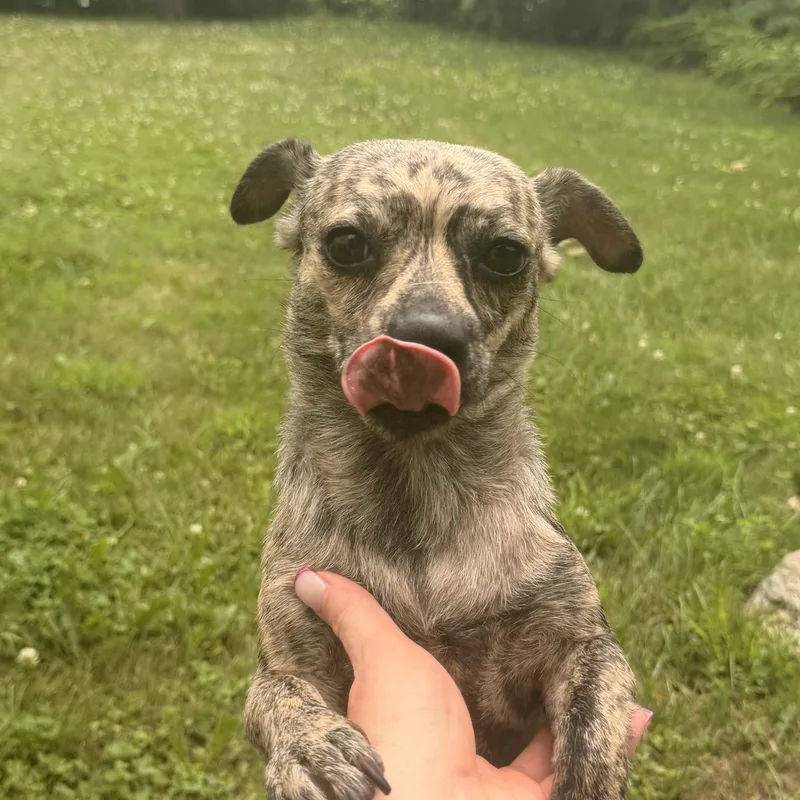 A young small-sized female Chiweenie dog named Mama Lucy for adoption in Carmel, NY